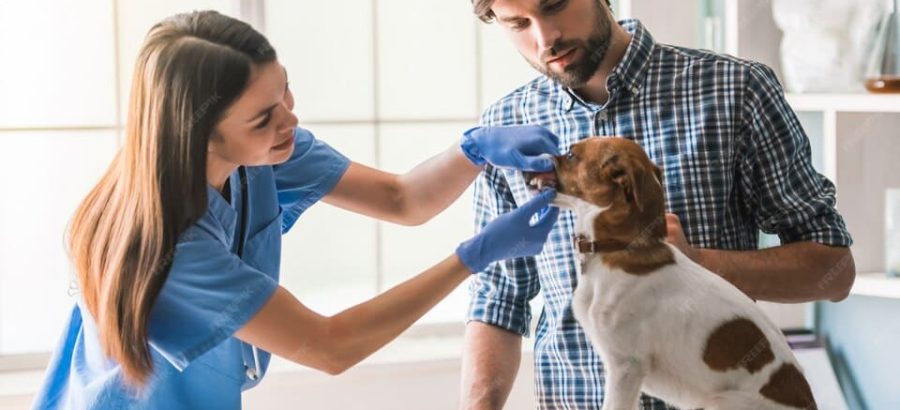 Assurance Animaux