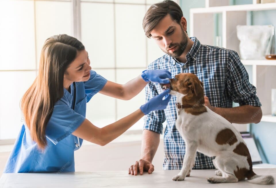 Assurance Animaux